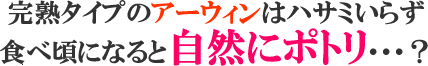 完熟マンゴー・説明文2