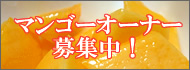 マンゴーオーナー募集