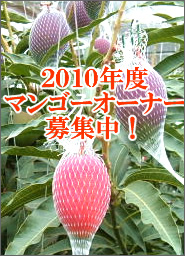 マンゴーオーナー募集中
