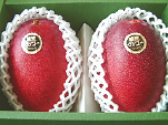 完熟マンゴ― ３L サイズ・1㎏2玉