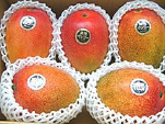 完熟マンゴ― 家庭用・2㎏4～8玉