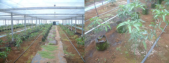 mango-2009-11-19.jpg
