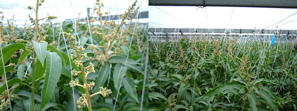 mango-2009-3-6.jpg