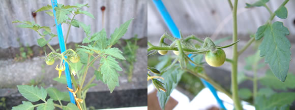 mango-2009-4-15.jpg