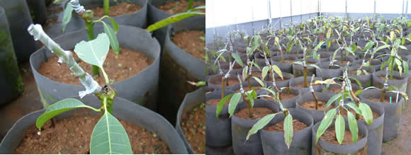 mango-2009-4-22.jpg