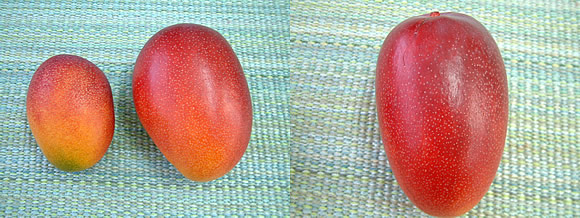 mango-2009-5-13.jpg