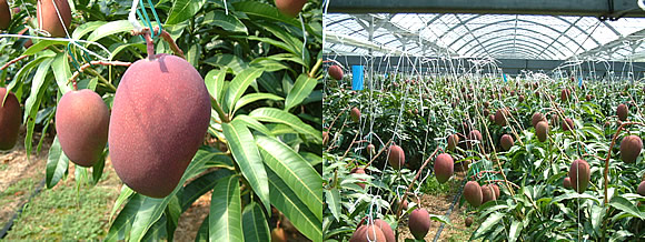 mango-2009-5-9.jpg