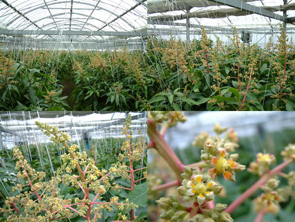 mango-2010-03-20.jpg