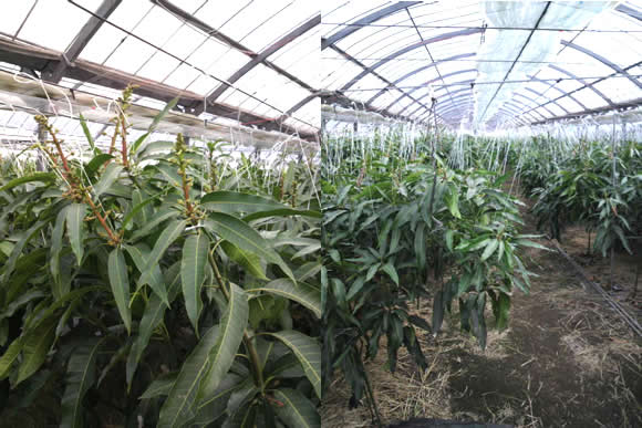 mango-2011-03-05.jpg