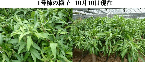mango10-10-1.gif