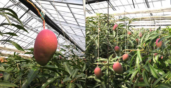 mango-2011-03-08.jpg