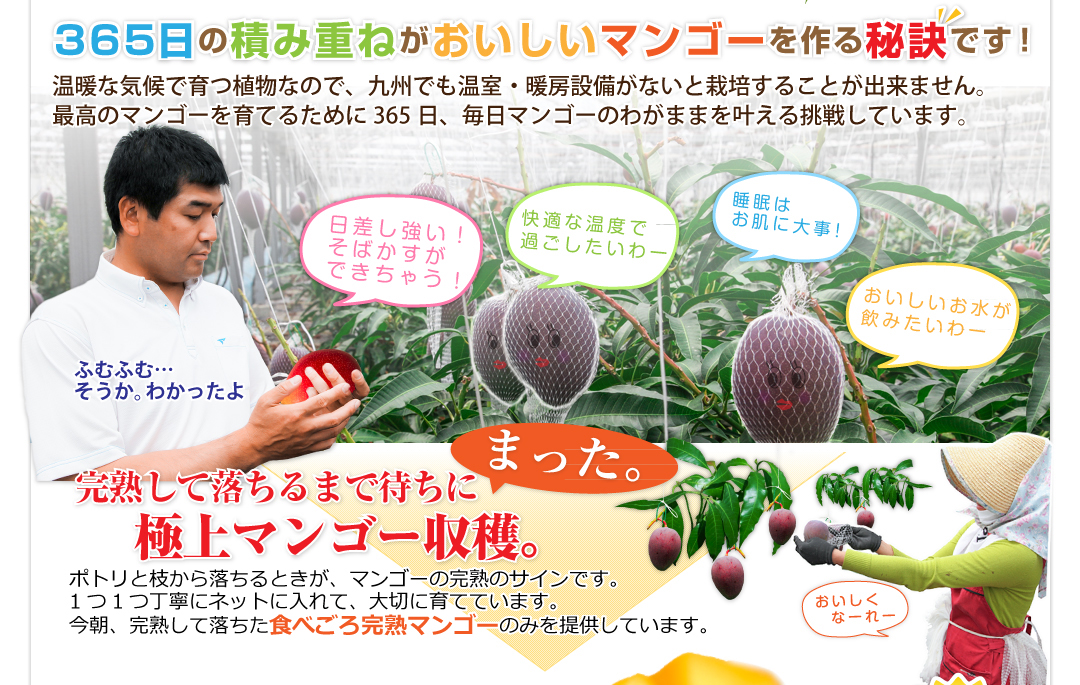 365日の積み重ねがおいしいマンゴーを作る秘訣です！ 
