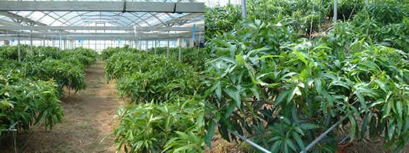mango-2009-09-19.jpg