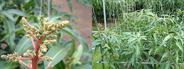 mango-2009-1-5.jpg