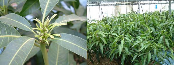mango-2009-1-6.jpg