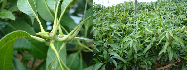 mango-2009-1-7.jpg