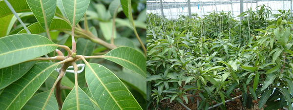 mango-2009-1-8.jpg