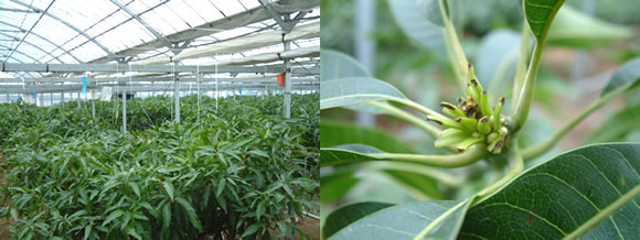 mango-2009-11-18.jpg