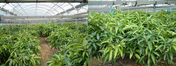 mango-2009-11-24.jpg