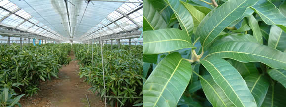 mango-2009-12-02.jpg