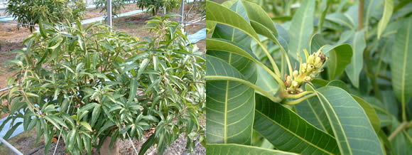 mango-2009-12-12.jpg
