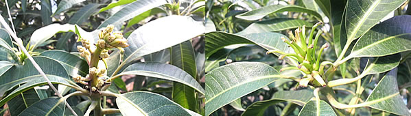 mango-2009-12-17.jpg