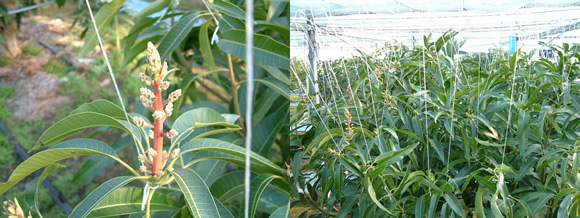 mango-2009-12-29.jpg