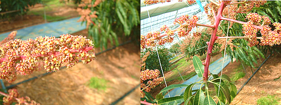 mango-2009-2-15-2.jpg
