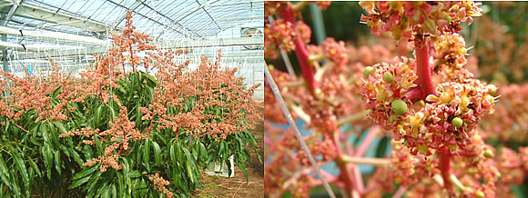 mango-2009-2-15.jpg