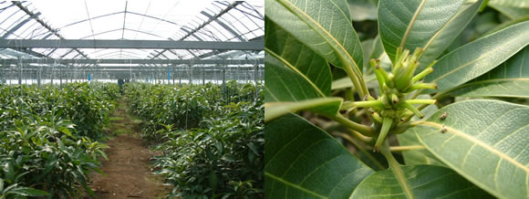 mango-2009-2-18.jpg