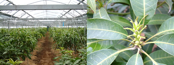 mango-2009-3-11.jpg