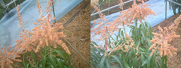 mango-2009-3-13.jpg