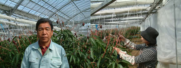 mango-2009-3-23.jpg