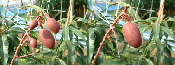 mango-2009-3-24.jpg