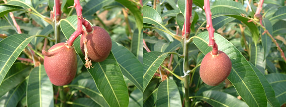 mango-2009-3-25.jpg