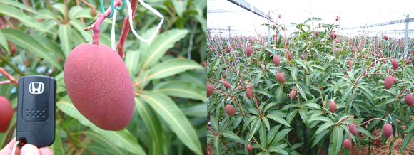 mango-2009-3-30.jpg
