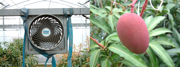 mango-2009-3-31.jpg