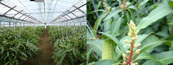 mango-2009-3-9-1.jpg