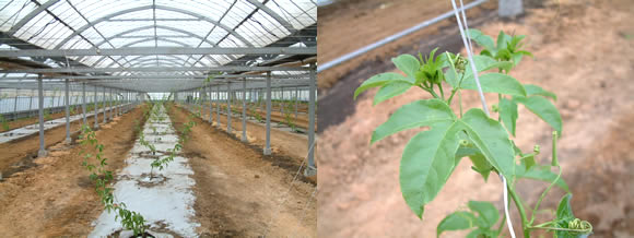 mango-2009-4-1.jpg