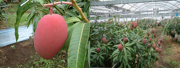 mango-2009-4-20.jpg
