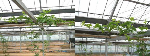 mango-2009-4-24.jpg