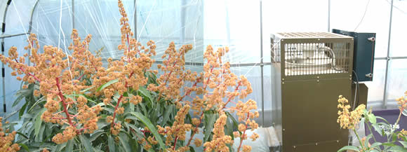 mango-2009-4-3.jpg