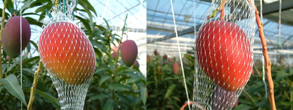 mango-2009-5-11.jpg