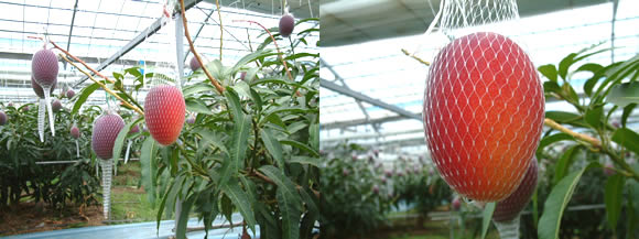 mango-2009-5-19.jpg