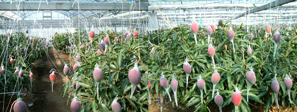 mango-2009-5-29.jpg