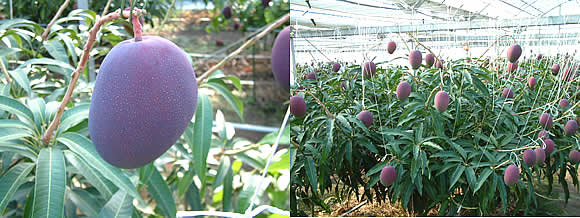 mango-2009-5-7.jpg