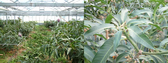mango-2009-6-30.jpg