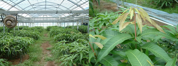 mango-2009-8-14.jpg