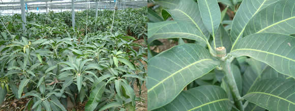mango-2009-8-16.jpg