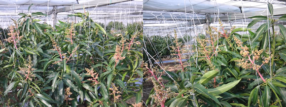 mango-2010-01-30.jpg